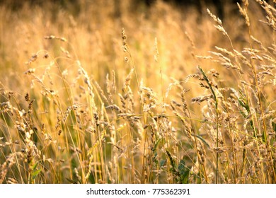 Dry ears of Elymus repens on autumn field