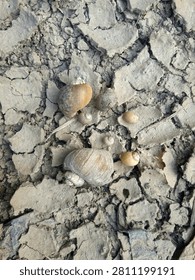 Dry Earth and Snail Shells. A clear snapshot of empty golden-brown snail shells left on the cracked, parched soil during a dry spell.