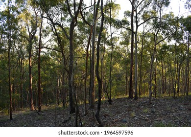 Dry Eucalypt Forest With Grassy Understorey