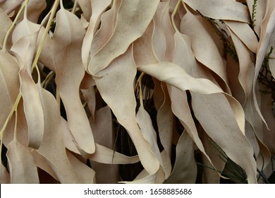 Dry Eucalyptus Leaves, Serra De São Mamede Park