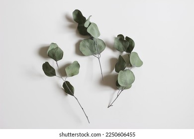 Dry eucalyptus tree leaves and branches isolated on white table background. Green trendy foliage. Minimal floral composition, decor. Flat lay, top view. No people. Web banner. - Shutterstock ID 2250606455