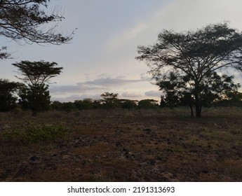 Dry Evening At Bekol Savana Baluran