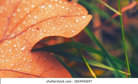 Dry fall leaf texture detail. Abstract background of autumn beauty of forest nature. Fresh dew water drops. Brown oak sheet vein structure. Wet droplet on tree plant close up. Eco flora macro closeup.