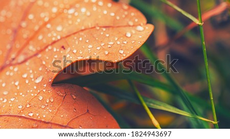 Dry fall leaf texture detail. Abstract background of autumn beauty of forest nature. Fresh dew water drops. Brown oak sheet vein structure. Wet droplet on tree plant close up. Eco flora macro closeup.