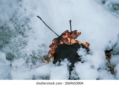 Dry Fall Leaves On Snow. 