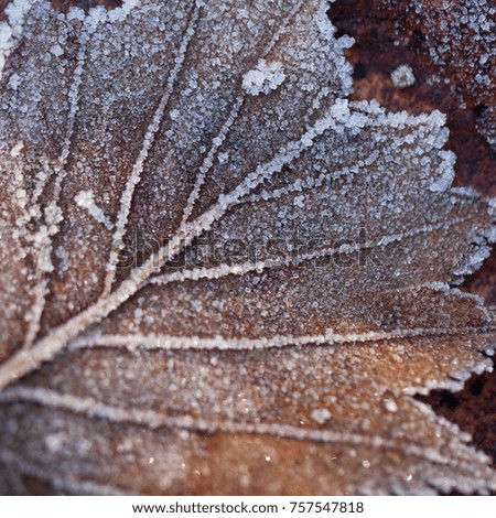 Foto Bild Der Frost geht weg. Winter