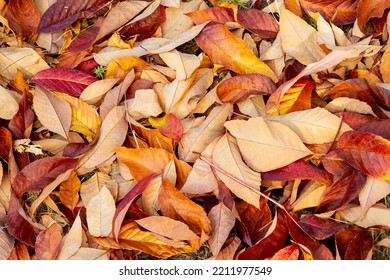 Dry Fallen Leaves In Autumn; Crunchy Leaf Pile Of Golden, Orange And  Red Leaves