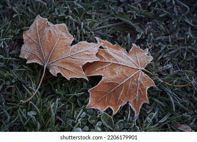 Dry fallen maple leaves with hoarfrost on dark green grass in autumn. First November frosts.
