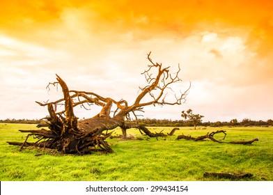 Dry Fallen Tree In Valley