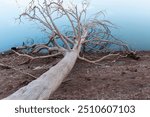 Dry fallen trees on the water of a lake in summer