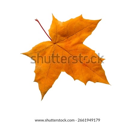 A dry falling maple leaf stands out against a white background.