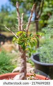 A Dry Ficus Came To Life, Releasing Its Leaves On A Summer Day Outside. Growing And Caring For Indoor Plants.