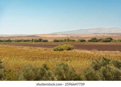 dry fields with various types of vegetation, plants and crops with the mountains in the background.
