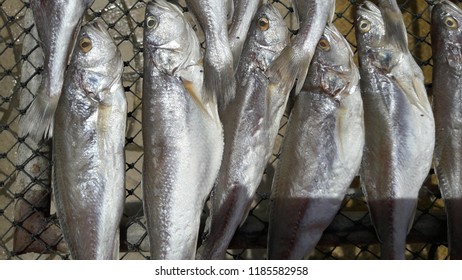 the dry fish