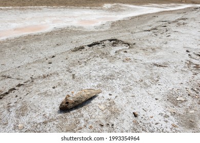 Dry Fish Farm, Close Up Image And Focus On Dead Dried Fish