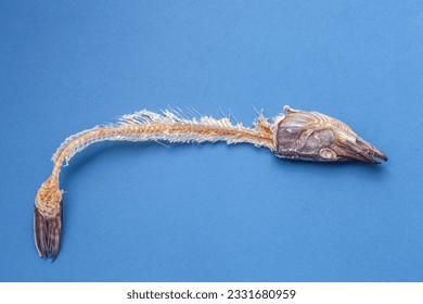 Dry fish skeleton on blue background. Dried and salted sea pike for beer. Rotten animals bones throw in trash