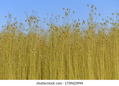 Dry flax on a field in Normandy