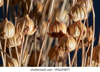 Dry flax plant capsules, close-up, selective focus. Round flax fruit. The flax fruit is round, dry capsule 5–9 mm in diameter, containing several glossy brown 4–7 mm long seeds.