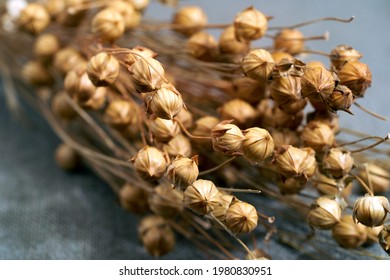 Dry flax plant capsules, close-up, selective focus. Round flax fruit. Dried flower flax on a background.