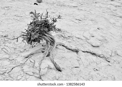 
Dry Flora In The Patagonian Desert