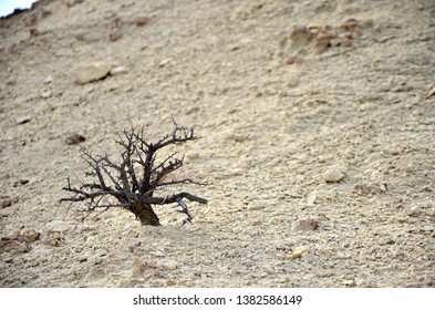 
Dry Flora In The Patagonian Desert