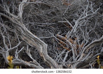 
Dry Flora In The Patagonian Desert