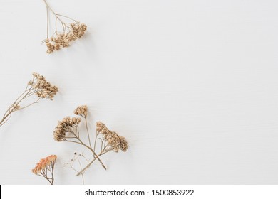 Dry Floral Branch On White Background. Flat Lay, Top View Minimal Neutral Flower Background.