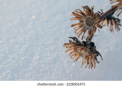 Dry flower against the winter snow background. Dry branches of grass and flowers on a winter snowy field. Seasonal cold nature background. Winter landscape details. Dry flower and snow. - Powered by Shutterstock