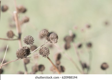 Dry flower, grass meadow outdoor. vintage filter