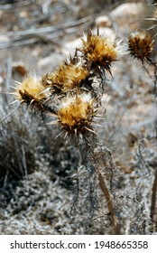 Dry Flower Of Lampedusa. Italy. Summer 2009.