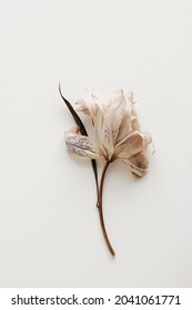 dry flower lily close up on white  background . macro flower.Minimal floral card. interior poster - Shutterstock ID 2041061771
