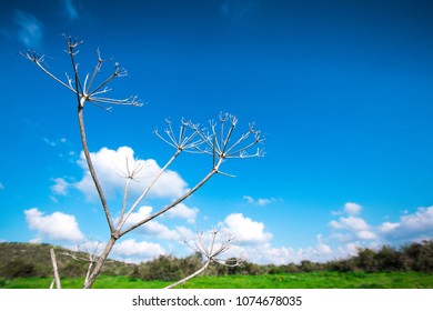 Dry flower on blue sky background. Flower on blue sky