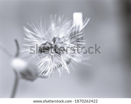Dry flower plants in black and white background with water drops ,macro image ,vintege blurred background ,old style photo for card design