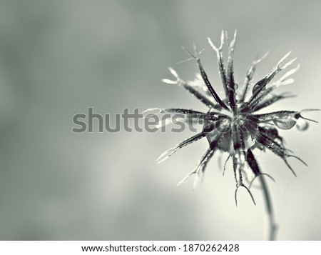 Dry flower plants in black and white background with water drops ,macro image ,vintege blurred background ,old style photo for card design