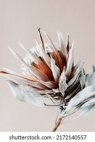 dry flower Protea on beige  background close up top view. Exotic flower poster. minimal floral card.Poster