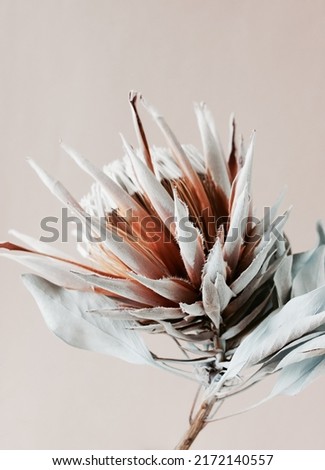 dry flower Protea on beige  background close up top view. Exotic flower poster. minimal floral card.Poster
