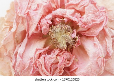 dry flower rose close up pink  background full frame. Macro flower. Minimal floral card. interior poster - Powered by Shutterstock