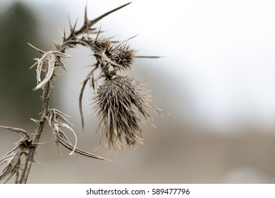 Dry Flower/ Sad Gothic Flower/ Flower