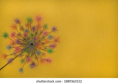 Dry Flower Seems Like Colorful Firewalk On The Yellow Background. Copy Space. Nature Concept.