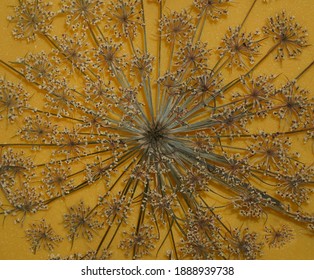 Dry Flower Seems Like Firewalk On The Yellow Background. Nature Concept.