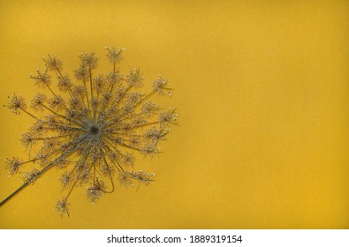 Dry Flower Seems Like Firewalk On The Yellow Background. Copy Space. Nature Concept.