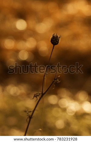 Similar – Foto Bild Kleines, haariges Blümchen im Gegenlicht