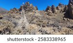 dry flower at the vulcanic desert with sunhine and blue sky