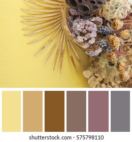 Dry Flowers Color Palette Stock Photo 575798110 | Shutterstock