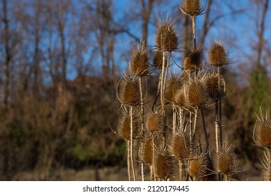 Dry Flowers Of Dipsacus Fullonum, Also Known As Wild Teasel Or Fullers Teasel, On Blue Sky Background On Winter Cold Day. Spiky And Noxious Weeds