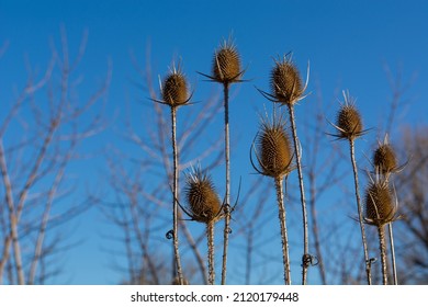 Dry Flowers Of Dipsacus Fullonum, Also Known As Wild Teasel Or Fullers Teasel, On Blue Sky Background. Spiky And Noxious Weeds, Dry Ikebana Flower