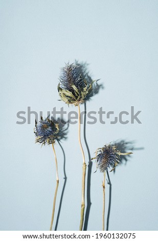 Dry flowers eryngium of the blue-headed plant of the family umbelliferae with blue prickly flowers,brown stems on a blue background with copy space.Beautiful Atmospheric floral card concept.Horizontal