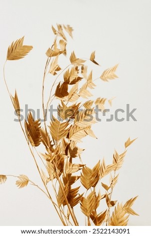 Dry flowers grass on white  background close up. Plant texture. Botanical minimalistic poster.Floral card.