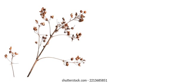 Dry flowers isolated on white background, close up winter photo - Powered by Shutterstock