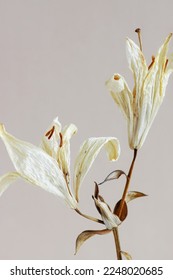 dry flowers lily close up on beige   background . macro flower.Minimal floral card. interior poster - Shutterstock ID 2248020685
